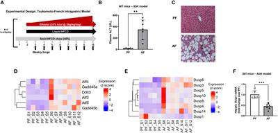 Hepatocyte-specific mitogen-activated protein kinase phosphatase 1 in sexual dimorphism and susceptibility to alcohol induced liver injury